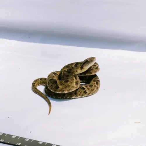 Expandable Hose (30m)