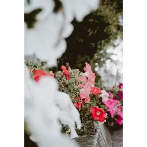 Hanging Basket (35cm)