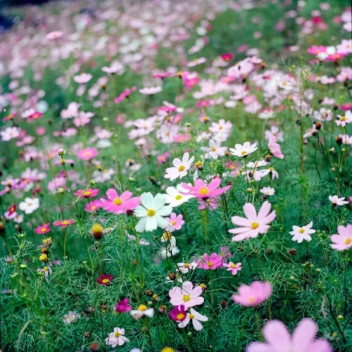 Wildflower Seed Mix