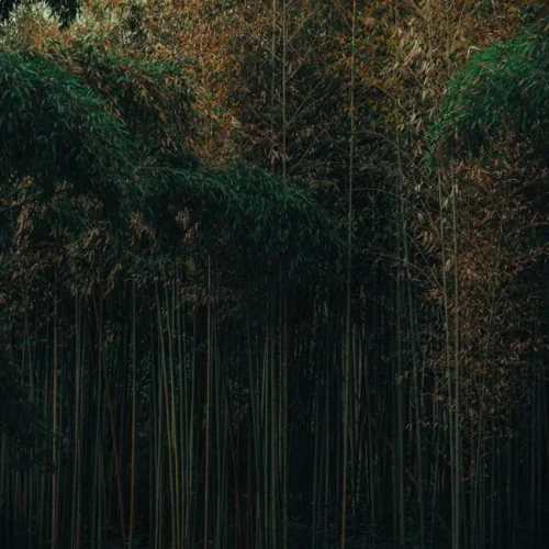 Bamboo Screening (4x1m)